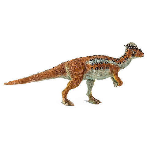 Pachycephalosaurus wyomingensis<br>