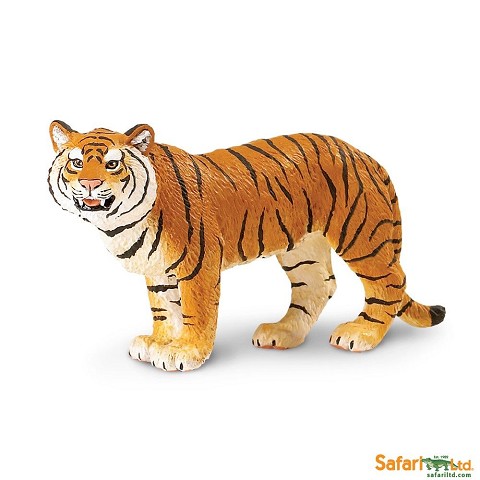 Panthera tigris tigirs